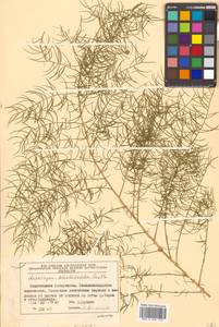 Asparagus schoberioides Kunth, Siberia, Russian Far East (S6) (Russia)