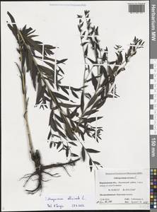 Lithospermum officinale L., Eastern Europe, Central forest-and-steppe region (E6) (Russia)