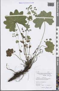 Alchemilla altaica Juz., Siberia, Baikal & Transbaikal region (S4) (Russia)