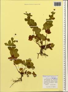 Potentilla elatior Willd. ex Schltdl., Caucasus, Krasnodar Krai & Adygea (K1a) (Russia)