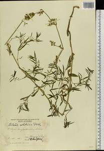 Silene sibirica (L.) Pers., Eastern Europe, Moldova (E13a) (Moldova)