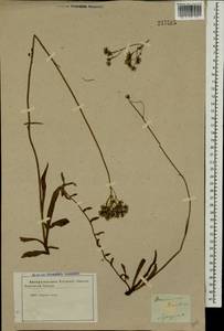 Pilosella leptophyton subsp. leptophyton, Eastern Europe, Central forest-and-steppe region (E6) (Russia)