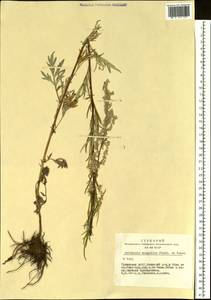 Artemisia mongolica (Fisch. ex Besser) Nakai, Siberia, Altai & Sayany Mountains (S2) (Russia)