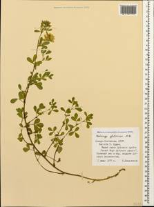 Medicago sativa subsp. glomerata (Balb.) Rouy, Caucasus, North Ossetia, Ingushetia & Chechnya (K1c) (Russia)