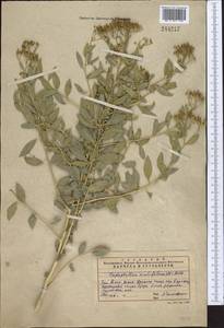 Haplophyllum acutifolium (DC.) G. Don, Middle Asia, Western Tian Shan & Karatau (M3) (Kazakhstan)