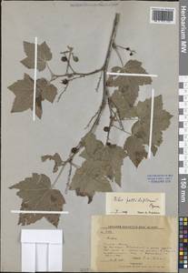 Ribes pallidiflorum Pojark., Siberia, Russian Far East (S6) (Russia)