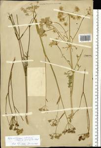 Phlojodicarpus sibiricus (Stephan ex Fisch.) Koso-Pol., Siberia, Baikal & Transbaikal region (S4) (Russia)