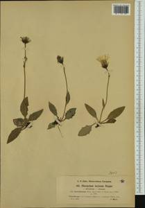 Hieracium pallescens subsp. montafonense (Zahn) Greuter, Western Europe (EUR) (Austria)