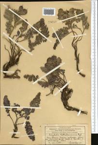 Corydalis fedtschenkoana Regel, Middle Asia, Western Tian Shan & Karatau (M3) (Kazakhstan)
