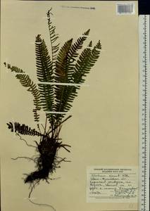 Struthiopteris spicant (L.) Weiss, Eastern Europe, West Ukrainian region (E13) (Ukraine)