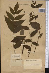 Juglans nigra L., America (AMER) (Not classified)