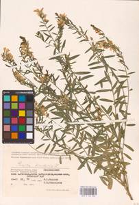 Genista tinctoria L., Eastern Europe, Lower Volga region (E9) (Russia)