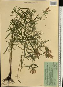 Dracocephalum ruyschiana L., Eastern Europe, North Ukrainian region (E11) (Ukraine)