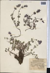 Dracocephalum stamineum Kar. & Kir., Middle Asia, Northern & Central Tian Shan (M4) (Kyrgyzstan)