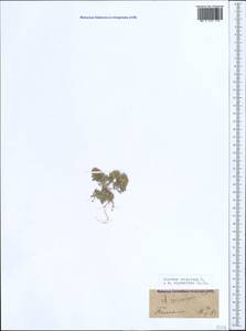 Alyssum alyssoides (L.) L., Crimea (KRYM) (Russia)