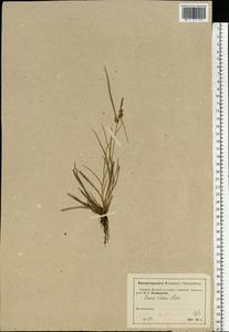 Carex oederi var. oederi, Eastern Europe, Moscow region (E4a) (Russia)