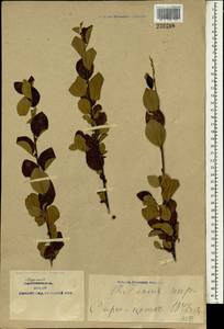 Cotoneaster, South Asia, South Asia (Asia outside ex-Soviet states and Mongolia) (ASIA) (China)