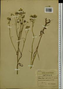 Crepis tectorum L., Siberia, Russian Far East (S6) (Russia)