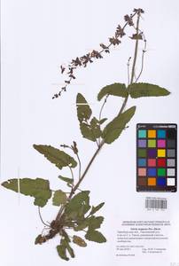 Salvia dumetorum Andrz. ex Besser, Eastern Europe, Eastern region (E10) (Russia)