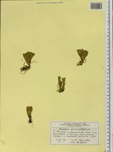 Huperzia selago subsp. appressa (Bach. Pyl. ex Desv.) D. Löve, Siberia, Central Siberia (S3) (Russia)