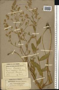 Lepidium latifolium L., Eastern Europe, Eastern region (E10) (Russia)