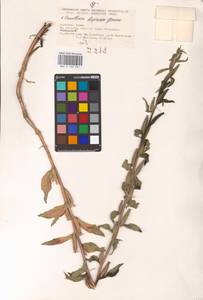 Oenothera villosa Thunb., Eastern Europe, North Ukrainian region (E11) (Ukraine)