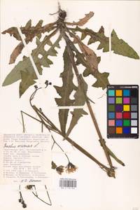 Sonchus arvensis L., Eastern Europe, Lower Volga region (E9) (Russia)