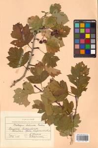 Crataegus dahurica (Dieck) Koehne, Siberia, Russian Far East (S6) (Russia)