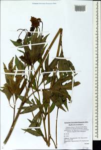 Rudbeckia laciniata L., Eastern Europe, North-Western region (E2) (Russia)
