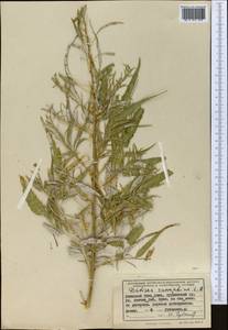 Datisca cannabina L., Middle Asia, Western Tian Shan & Karatau (M3) (Uzbekistan)