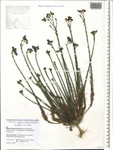 Linum austriacum subsp. squamulosum (Juz.), Caucasus, Krasnodar Krai & Adygea (K1a) (Russia)