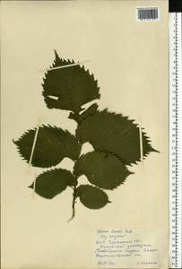 Ulmus laevis Pall., Eastern Europe, South Ukrainian region (E12) (Ukraine)