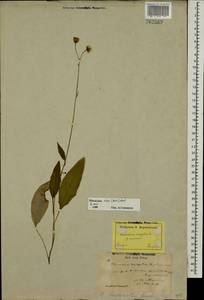 Hieracium silenii (Norrl.) Norrl., Eastern Europe, North-Western region (E2) (Russia)