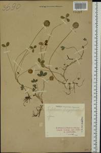 Trifolium fragiferum L., Eastern Europe, North Ukrainian region (E11) (Ukraine)
