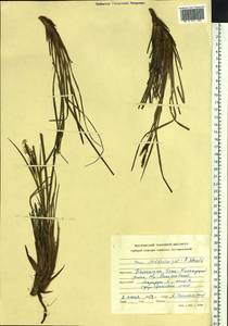 Carex middendorffii F.Schmidt, Siberia, Chukotka & Kamchatka (S7) (Russia)