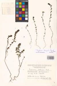 Euphrasia × vernalis List, Eastern Europe, Moscow region (E4a) (Russia)