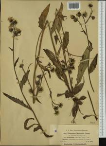 Hieracium bocconei subsp. devexicola Zahn, Western Europe (EUR) (Switzerland)