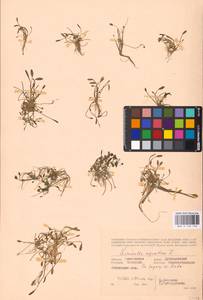 MHA 0 159 740, Limosella aquatica L., Eastern Europe, Western region (E3) (Russia)