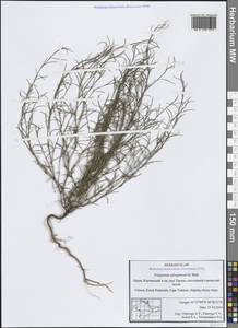 Polygonum salsugineum M. Bieb., Crimea (KRYM) (Russia)