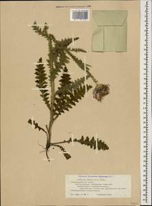 Carduus hamulosus Ehrh., Caucasus, Black Sea Shore (from Novorossiysk to Adler) (K3) (Russia)