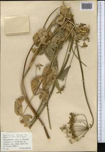 Semenovia dasycarpa (Regel & Schmalh.) Korovin ex Pimenov & V.N.Tikhom., Middle Asia, Pamir & Pamiro-Alai (M2) (Tajikistan)