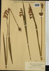 Gladiolus imbricatus L., Eastern Europe, West Ukrainian region (E13) (Ukraine)