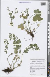 Alchemilla cyrtopleura Juz., Siberia, Baikal & Transbaikal region (S4) (Russia)