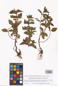 Mentha × piperita L., Eastern Europe, Moscow region (E4a) (Russia)