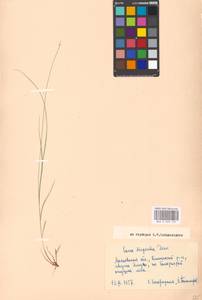 Carex disperma Dewey, Eastern Europe, Moscow region (E4a) (Russia)