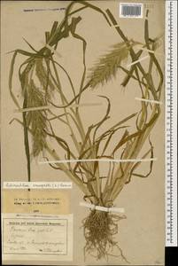 Echinochloa crus-galli (L.) P.Beauv., Caucasus, Stavropol Krai, Karachay-Cherkessia & Kabardino-Balkaria (K1b) (Russia)