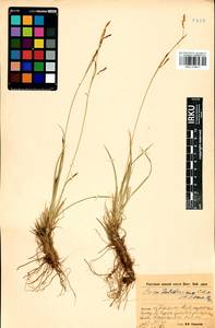 Carex ledebouriana C.A.Mey. ex Trevir., Siberia, Baikal & Transbaikal region (S4) (Russia)