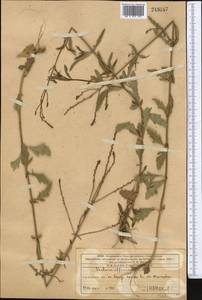 Verbena officinalis L., Middle Asia, Western Tian Shan & Karatau (M3) (Kazakhstan)