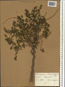 Pterocarpus lucens Guill. & Perr., Africa (AFR) (Mali)