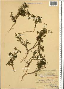 Caucalis platycarpos L., Caucasus, Armenia (K5) (Armenia)